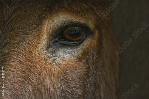 Close up of donkey s eye with reflection of children playing.