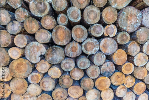 Close-up on a stack of felled tree trunks