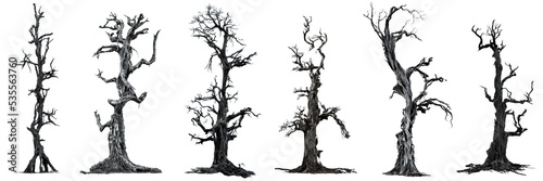 spooky trees, leafless dead wood isolated on white background photo