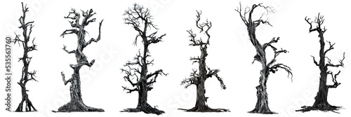 Obraz na płótnie spooky trees, leafless dead wood isolated on white background w salonie
