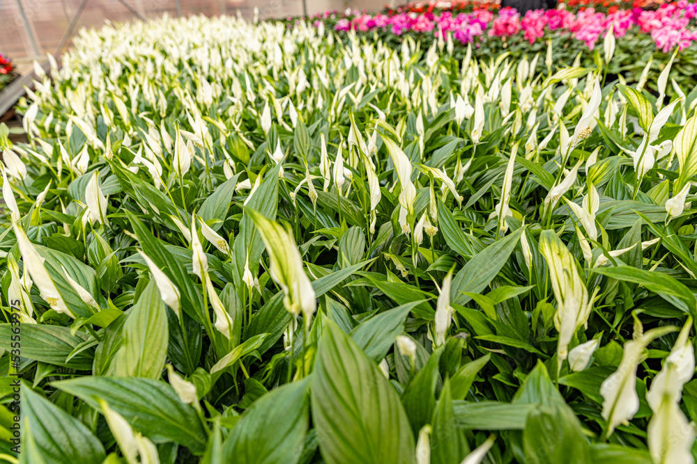 Spathiphyllum white flower Spathiphyllum white flower