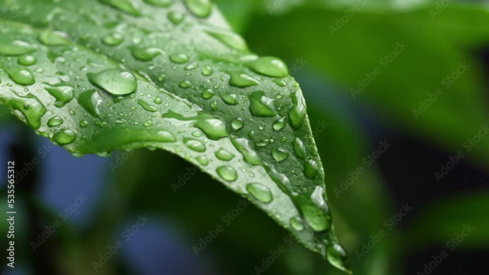 green leaf in the rain green leaf in the rain