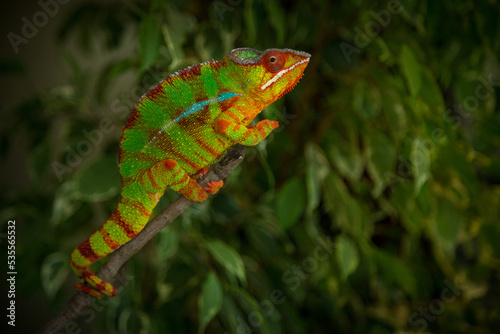 male chameleon pardalis in nature photo