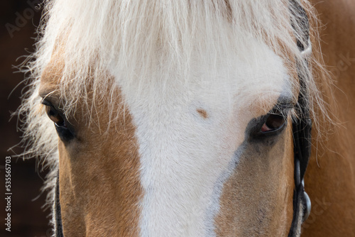 horse s muzzle  close up eyes