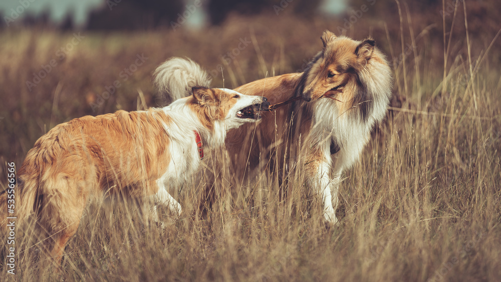Schottischer Langhaarcollie sable white spielt mit amerikanischen Collie Junghund und einem Stöckchen outdoor Var. 4