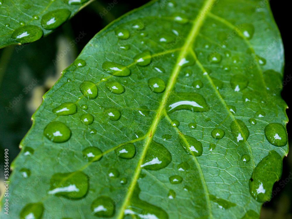 water drops on leaf water drops on leaf