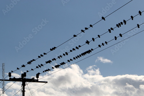 Birds sit on wires carrying electricity.