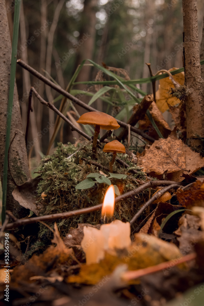 burning candle, a symbol of the moon, toadstools on green moss on a dark natural background. pagan wiccan, slavic traditions. Witchcraft, esoteric spiritual ritual