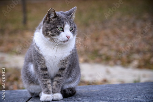 The cat looks to the side and sits on a green lawn. Portrait of