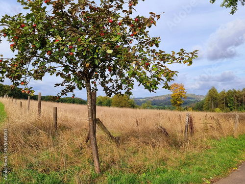 apple tree in the field photo