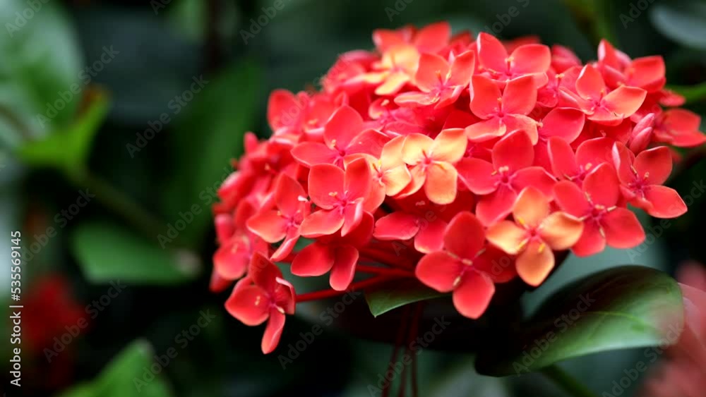 Red needle flower blooming on green leaves and tree close up moving Red needle flower blooming on green leaves and tree close up moving