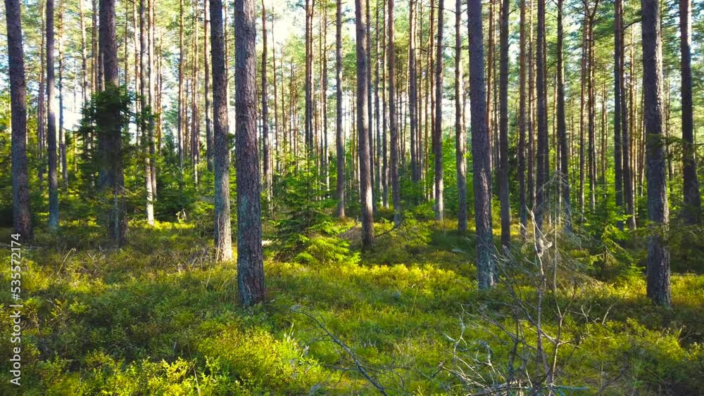 Forest scenery during a day. Moving around trees. Forest scenery during a day. Moving around trees.