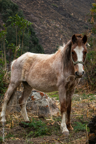 Close-up of domestic horse, tied with rope in the fields of Peru.