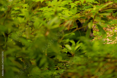 Black Bear Wanders Through Thick Green Forest photo