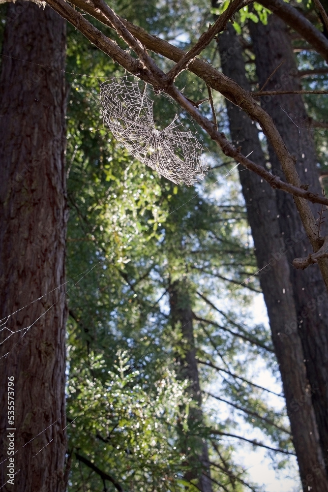 Obraz premium spider web in trees vertical 