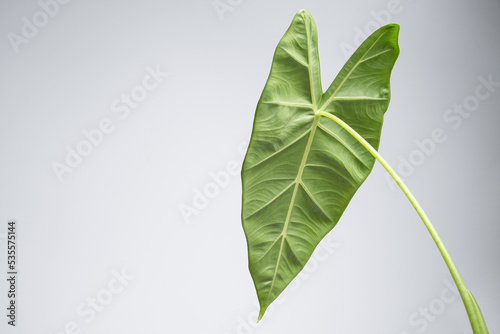 Back of the Alocasia Micholitziana leaf close up with isolated grey background