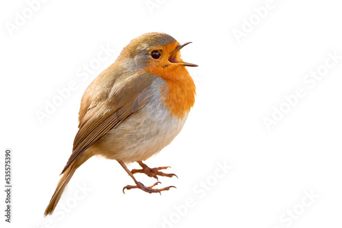 Canvas Print European Robin bird singing   (Erithacus Rubecula)