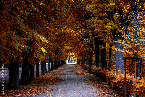 Fototapeta Naklejka Na Ścianę i Meble -  autumn alley .tree alley in the park in autumn time