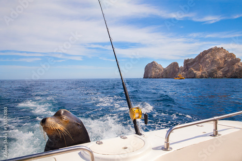 A sea lion waits for handouts on the back of a fishing boat in Cabo San Lucas, Mexico 