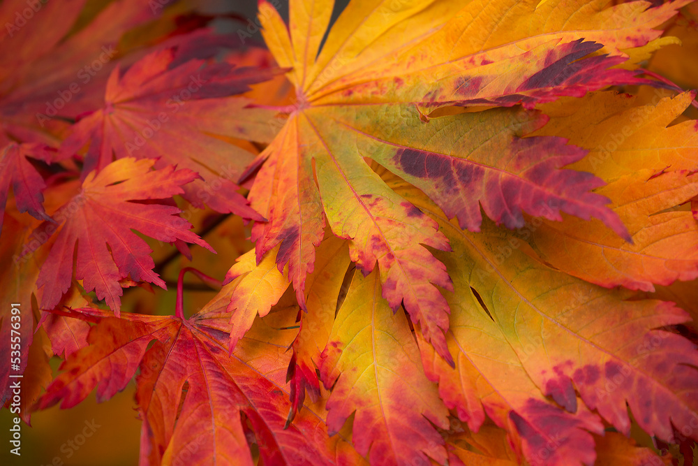 Closeup of beautiful, vibrant colors and patterns of Japanese maple leaves in autumn
