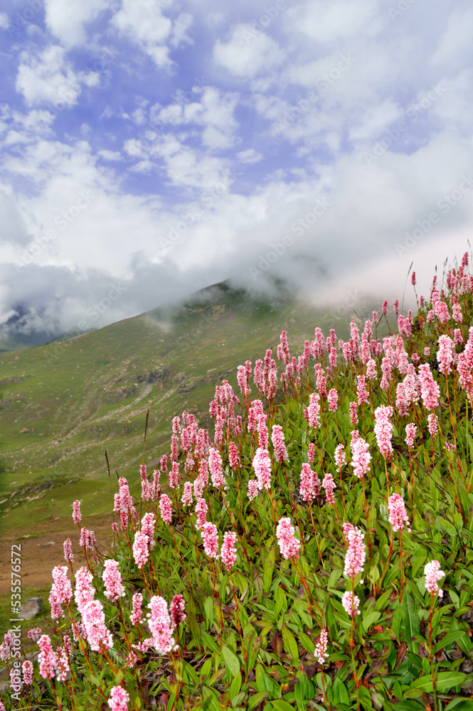 Flowers in the Mountains