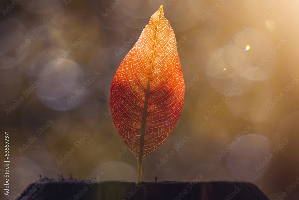 brown tree leaf in the nature, autumn leaves and autumn colors brown tree leaf in the nature, autumn leaves and autumn colors