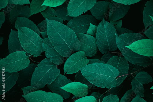 green plant leaves in the nature in springtime, green background