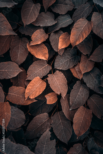 brown plant leaves in the nature, autumn leaves and autumn colors