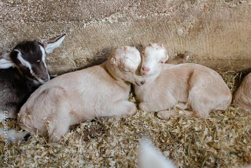 Two cute baby goats sleeping on each other's heads