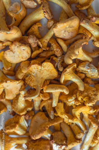 A pattern of fresh chanterelles in the daylight.