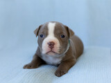 Selective focus closeup of American Bully three-week old puppy staring ahead while lying down on a couch with pale blue background