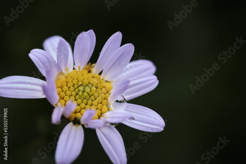 close-up of a daisy on the dark background