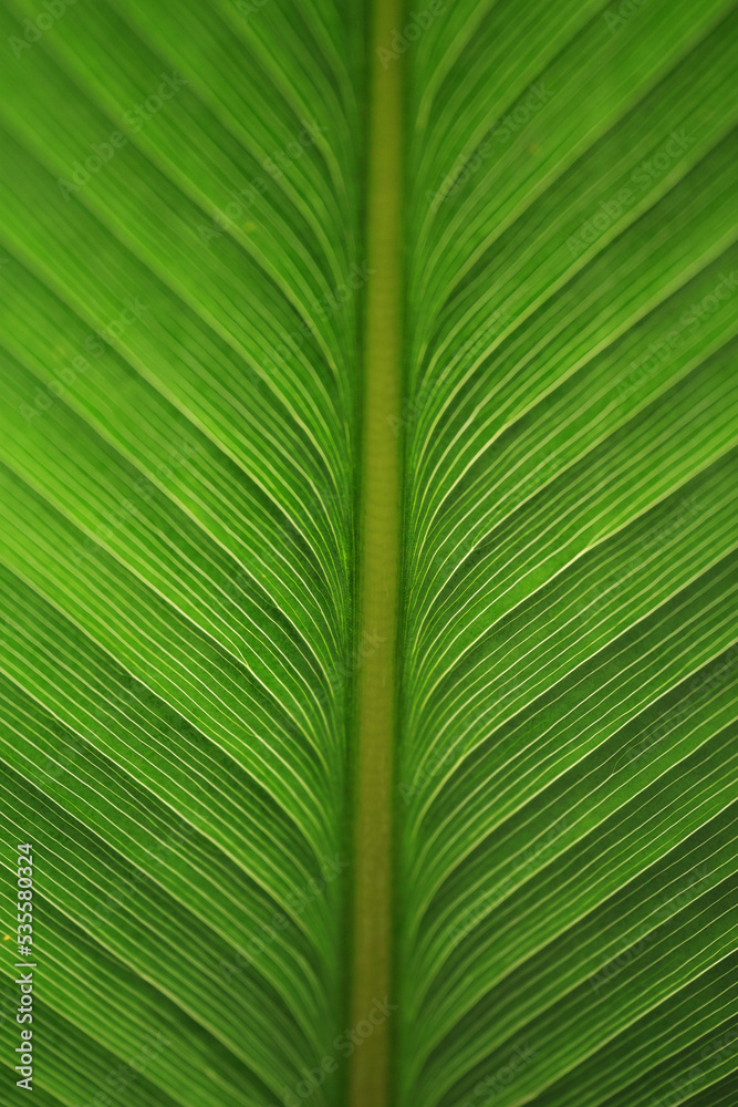 leaf veins leaf veins