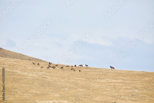 Herd of Elk on a hilltop during the autumn breeding season, with a lone bull maintaining a harem of cows