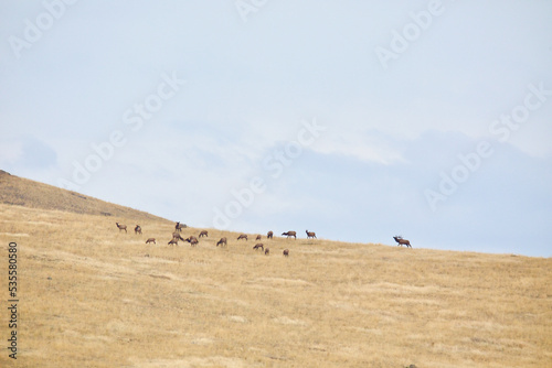 Canvas-taulu Herd of Elk on a hilltop during the autumn breeding season, with a lone bull mai