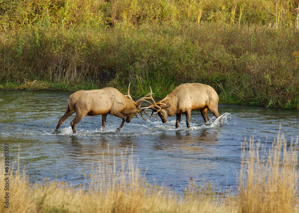 Rocky Mountain Elk - two bulls sparring in a creek bed during the autumn breeding season Rocky Mountain Elk - two bulls sparring in a creek bed during the autumn breeding season