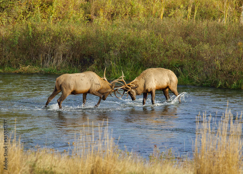 Rocky Mountain Elk - two bulls sparring in a creek bed during the autumn breeding season