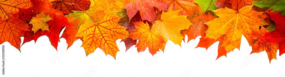Bright colored autumn leaves isolated on white background. Top table view on multi-colored bright maple leaves on white. Bright abstract autumn foliage background. Bright colored autumn leaves isolated on white background. Top table view on multi-colored bright maple leaves on white. Bright abstract autumn foliage background.