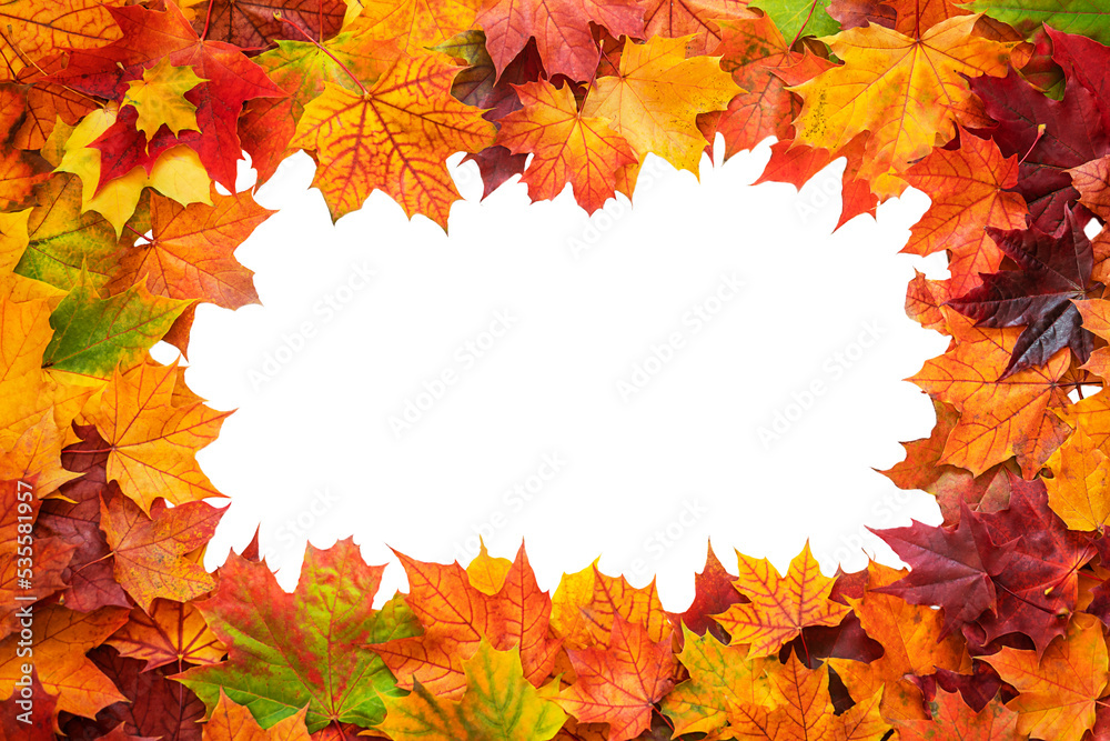 Obraz premium Top table view on multi-colored bright maple leaves isolated on white background. Bright colored autumn leaves on white. Bright abstract autumn foliage background.