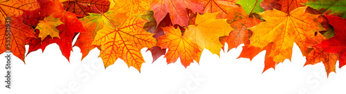 Bright colored autumn leaves isolated on white background. Top table view on multi-colored bright maple leaves on white. Bright abstract autumn foliage background.