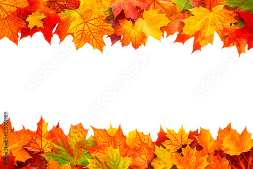 Top table view on multi-colored bright maple leaves on white background. Bright colored autumn leaves on white. Fall background 