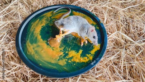 Dirty rat in glue trap. Mice caught in a mouse trap glue trap