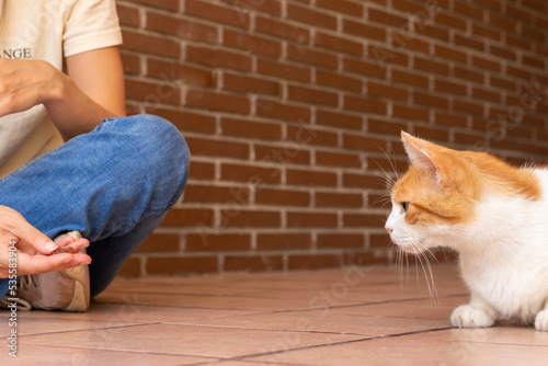 Unreconizable woman trying to attract a wild fearful and shy cat with food on her hand