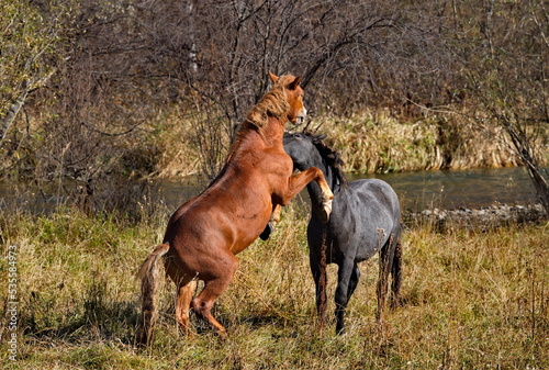 Russia. South of Western Siberia, Mountain Altai. Two enraged stallions sort things out on an autumn mountain pasture along the Chui Tract.