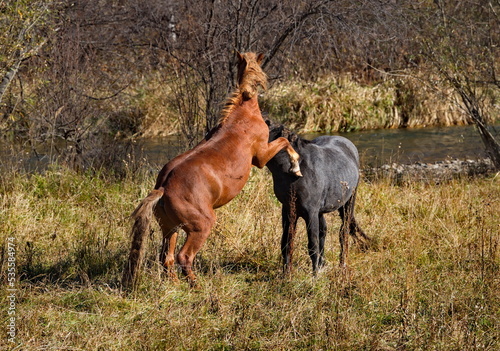 Russia. South of Western Siberia  Mountain Altai. Two enraged stallions sort things out on an autumn mountain pasture along the Chui Tract.