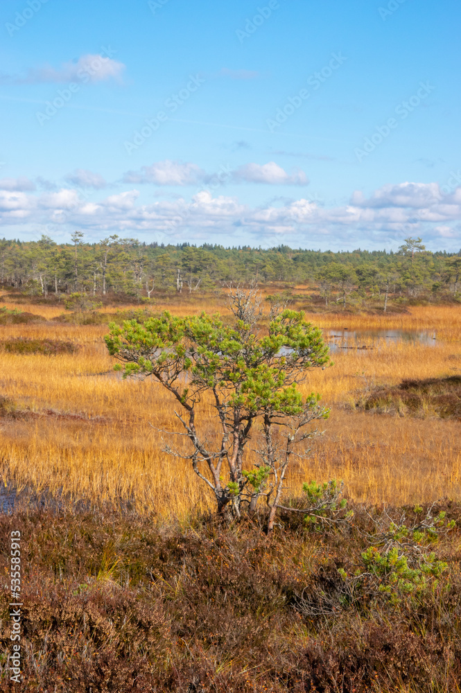 Obraz premium Bog pine