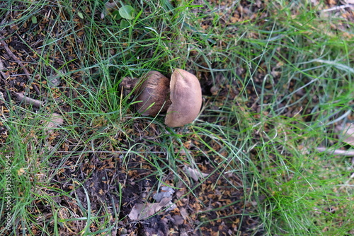 FU 2021-07-12 Pilze 32 Im Gras wächst ein Pilz