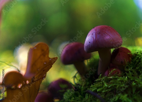 Leśne grzyby w słoneczną jesień