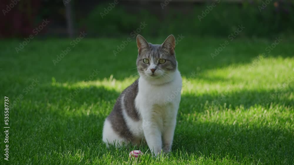 Domestic cat sitting curious looking around in the garden on the green grass lawn
