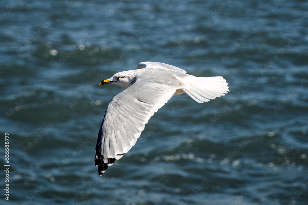 Ring-Billed Gull Flying with Open Wings, Gull Beak, Gull Eye Ring-Billed Gull Flying with Open Wings, Gull Beak, Gull Eye